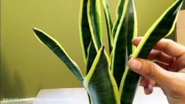 How To Care And Repotting Sansevieria  آموزش کاشت نگهداری تکثیر سانسوریا