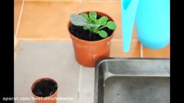 How To Take Care Of African Violet  آموزش مراقبت نگهداری گل بنقشه آفریقایی