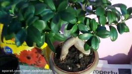 How To Care Ficus Microcarpa Ginsing  آموزش نگهداری فیکوس بُنزای