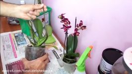 How To Packaging Orchid For Posting  آموزش بسته بندی پست کردن ارکیده به ایران