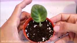 How To Propagate African Violet From Leaf Cutting  آموزش تکثیر بنفشه آفریقایی