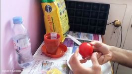 How To Grow Black Tomatoes From Seed Part 1  آموزش کاشت گوجه فرنگی سیاه قسمت یک