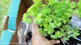 How To Grow Parsley In Pot  آموزش کاشت جعفری در گلدان