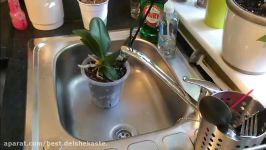 How To Fertilize And Watering Orchids  آموزش آب دادن کود دهی به ارکیده