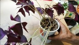 How To Care Of Oxalis  آموزش نگهداری تکثیر گیاه اُگزالیس