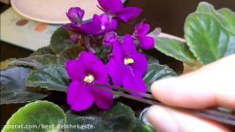 How To Pollination An African Violet  آموزش گرده افشانی گرفتن بذر بنفشه آف