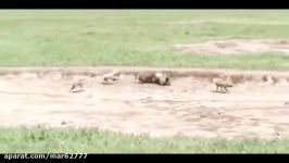 کشته شدن شعال توسط کفتار  شیر  پلنگ چیتا