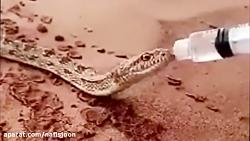 ویدیوی جذابی آب دادن به مار تشنه در کویر خشک