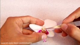 The Anatomy Of Orchid  معرفی تشریح قسمت های مختلف گیاه ارکیده