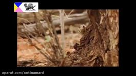 کشف مهلک ترین مرگبار ترین مار سمی جهان در استرالیا