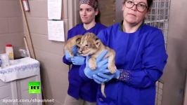 3 African lion cubs born in Iowa zoo as their population declines in the wild