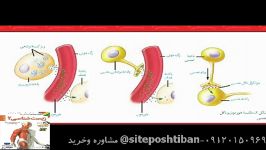 زیست یازدهم لوح دانش