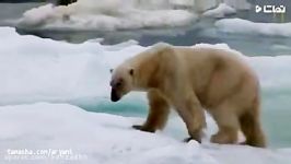شکار توله خرس قطبی توسط خرس قطبی نر
