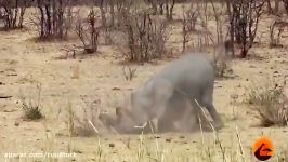 جدال بوفالو فیل کشته شدن بوفالو