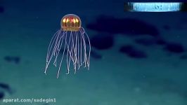UFO Sightings Ocean Exploration Discovers UFO Like Jell