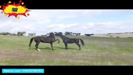 جنگ نبرد دیدنی عجیب بین اسب های وحشی