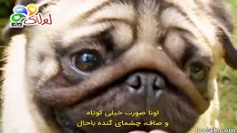 سگ پاگ هرچی لازمه بدونید