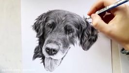 طراحی حرفه ای رئال سگ گرافیت سایت نقاشی پارس آتیک