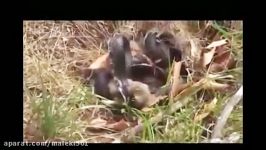 حمله خرگوش به مار برای نجات بچه خرگوش  پربیننده ترین