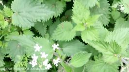 How To Make Nettle Tea  آموزش درست کردن چای گزنه