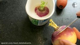 Sabzeh Shalgham  آموزش سبز کردن سبزه هویج شلغم چغندر