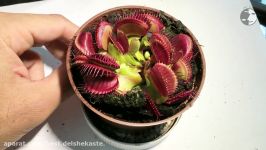 How To Care Of Venus Fly Trap  آموزش پرورش نگهداری گیاه ونوس حشره خوار