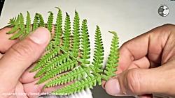 آموزش تکثیر گیاه سرخس بوسیله هاگ  How To Propagate Fern From Spore