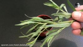 How To Propagate Tarragon  آموزش تکثیر گیاه ترخون