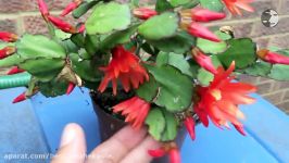 How To Get Cactus To Flower  تشویق کاکتوس ها به گلدهی