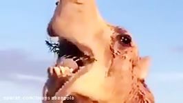 خار خوردن شتر روش خوردن خارهای بیابانی توسط شتر