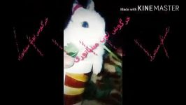 خرگوش لوپ مینیاتوری فروش فوق العاده در شیراز
