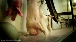 مصرف ژلاتین خوکی در ایران، به علت نبود نظارت