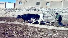 شخم زدن زمین زراعی توسط کشاوز طبسی پیرحاجات