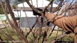 How pruning persimmon trees . چگونه درخت میوه را هرس نمایم ، آموزش باغبانى صابر