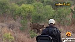 تلاش ناموفق گاو برای نجات فرزندش شکار شیرها