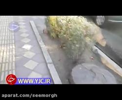 قطع درختان خیابان ظفر در تهران