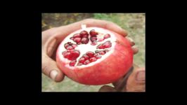 باغ انار شمالطرز تهیه رب انار محلی pomegranate in an