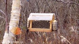 Backyard Bird Feeding Review Part One AND How To Clean The Feeder