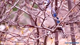 The Complex Calls of Blue Jays Did You Know Birding HD