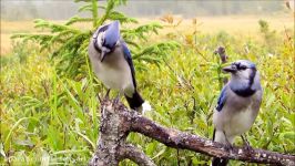 How To Tell Male And Female Blue Jays Apart  Is It Even Possible