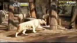 نبرد ببر بنگال سفید شیر نر 234
