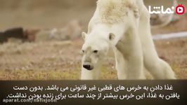 سرنوشت خرس های قطبی به دلیل آب شدن یخ های قطبی