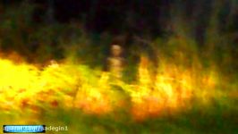 BONE CHILLING Cryptid Alien Stalks UFO Ranch VIDEO PROOF 22317