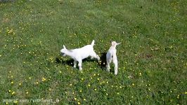 Crazy Cute Baby Goats playing and having fun