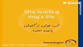 She leads a dogs life