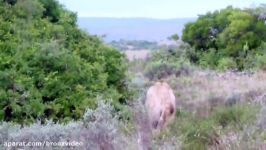 Lion Video National Geographic  Lion Kills Giraffe Lion Vs Giraffe