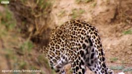 Impala Miraculously Escapes Jaws Of Leopard  The Hunt  BBC Earth