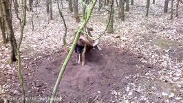 Trapped Mouflon wild sheep Rescued By Jogger  ViralHog