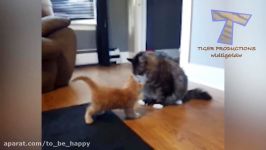 Cats are so funny you will die laughing  Funny cat pilation