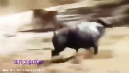 حمله جسورانه شیر نر به گله بوفالوها مرگ غم انگیز شیر